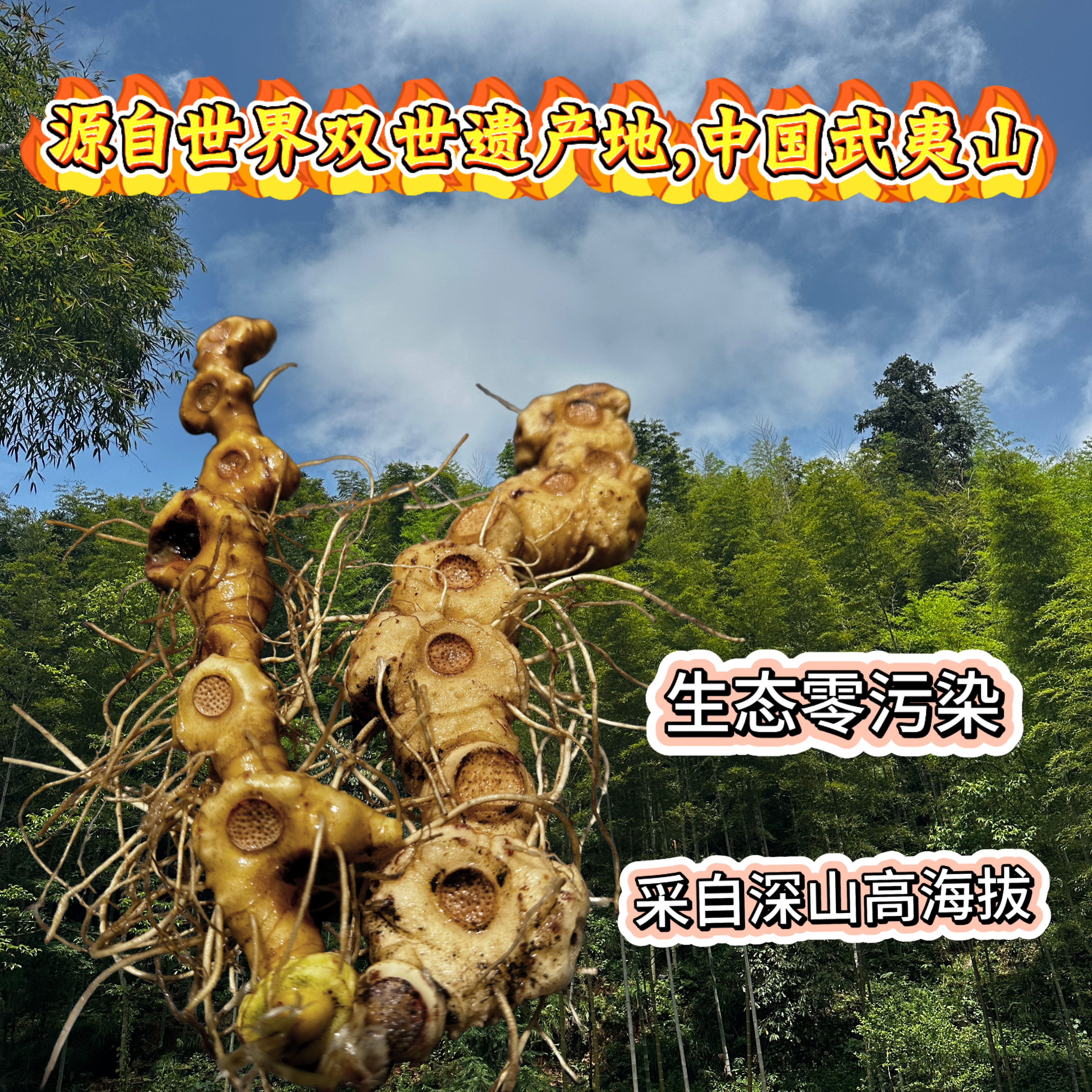 野生多花倒苗姜型黄精（老虎姜）鲜货现采现发