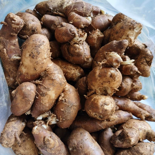 沙姜 白切鸡蘸料食用配花生油广东湛江廉江茂名高化州本地约半斤
