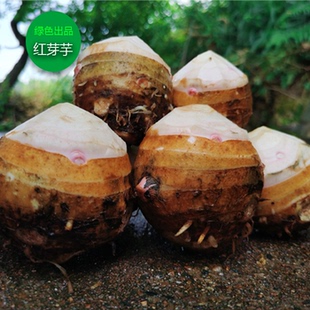 江西红芽芋头新鲜大芋头现挖现发农家自种大芋母脆芋母 正宗