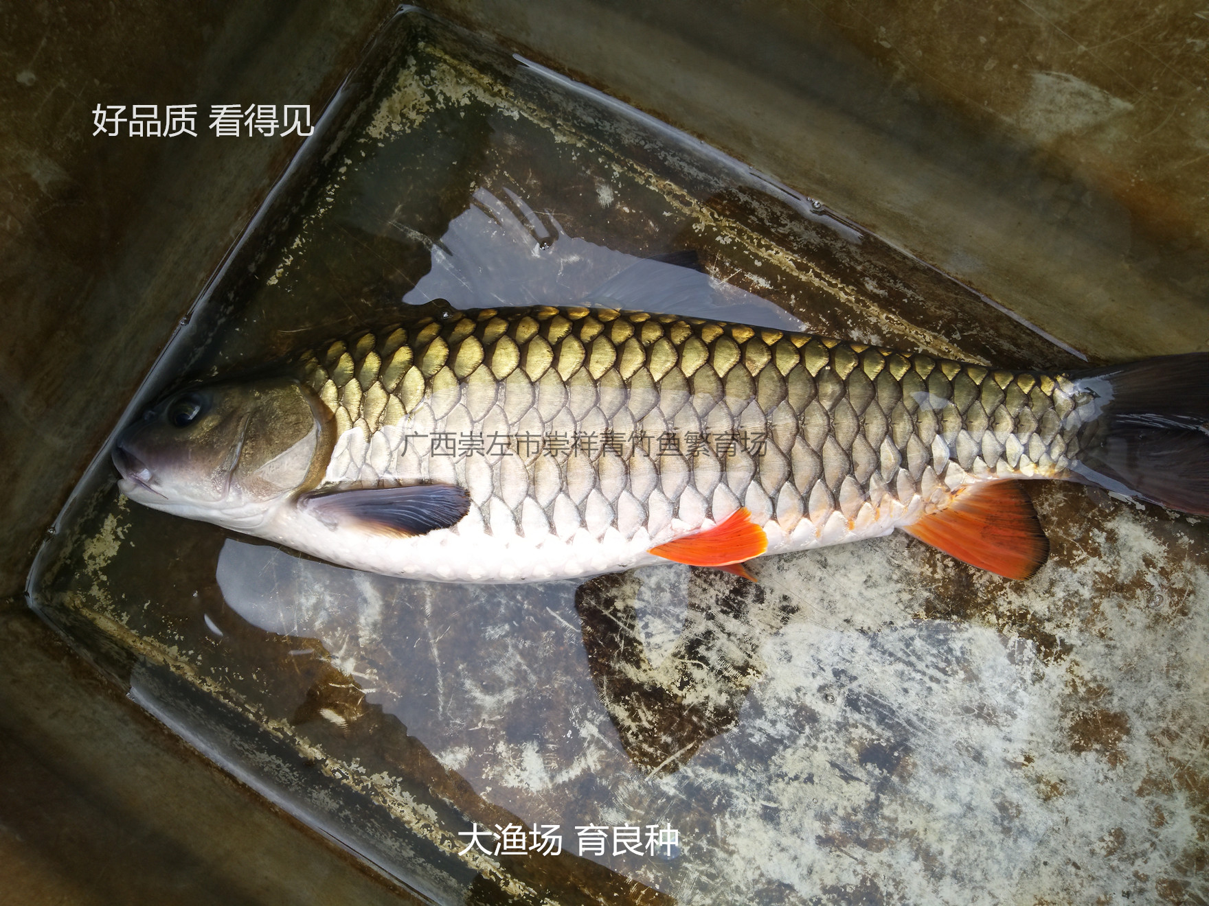 军鱼光倒刺鲃青竹鲩将军鱼苗原生冷水观赏鱼活体包活渔场直营热卖