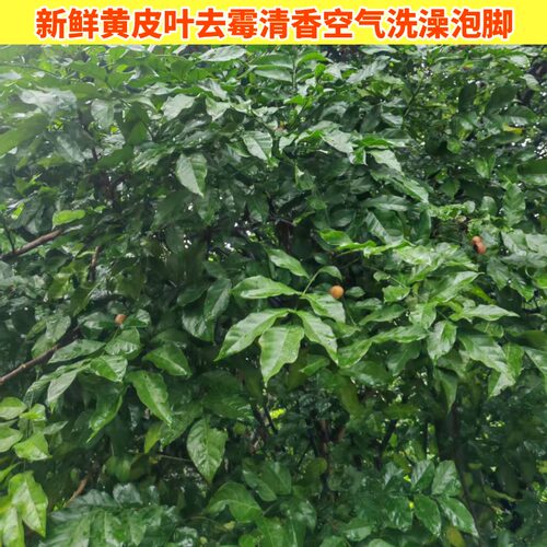 新鲜清香的小孩洗澡转运黄皮叶子