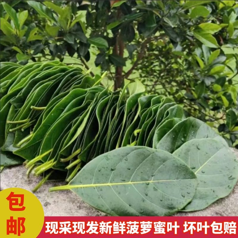 现摘现发菠萝蜜叶包糍粑包青团垫子菠萝叶可喂螽翡螽素背霍氏片蟋