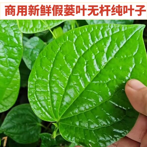 广东粤西蛤蒌叶假蒌叶包粽子配料