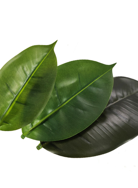 仿真绿色叶子 橡皮树叶 家居装饰绿植搭配叶片 婚礼签到标签道具