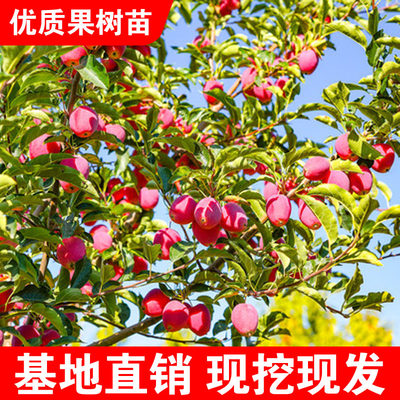 东北鸡心果海棠树苗嫁接小苹果苗盆栽地栽南北方种植耐寒观赏食用
