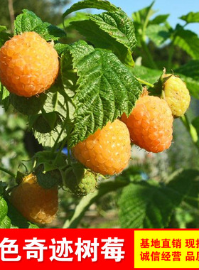 橙色奇迹双季黄树莓橙色甜蜜皇蜜盆栽树莓覆盆子四季种植树苗结果