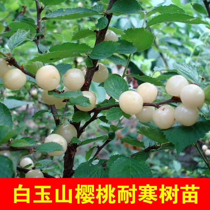 矮生白玉毛樱桃树苖山樱野生白樱桃苗超耐寒抗冻北南方种当年结果