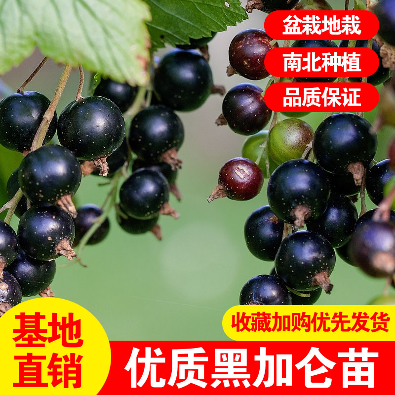 黑加仑耐寒果树苗紫莓苗黑醋栗苗黑豆苗南北种植盆栽地栽当年结果