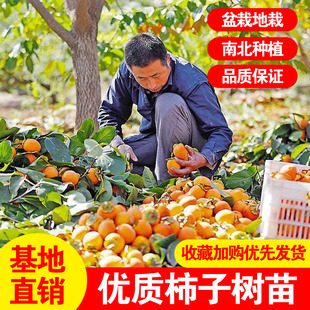 嫁接柿子苗树当年结果特大庭院果树盆栽地栽无核脆柿树南北方种植