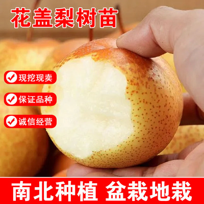 东北花盖梨树苗嫁接苗酸甜可口花盖梨苗秋子梨酸梨冻梨当年结果苗