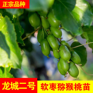 龙城软二号软枣苗盆栽地栽东北圆枣猕猴桃苗狗枣子南北方种植结果