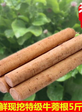 2026新鲜现挖牛蒡根特级东洋参蔬菜徐州两年生牛蒡根净重5斤包邮