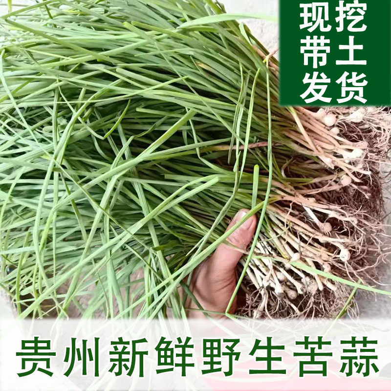 野生苦蒜贵州特产小蒜小根蒜野葱山葱野山葱香葱新鲜蔬菜食用野菜