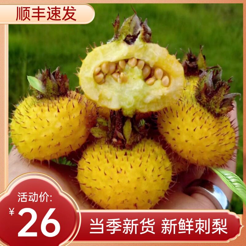 刺梨鲜果现摘现发维C之王