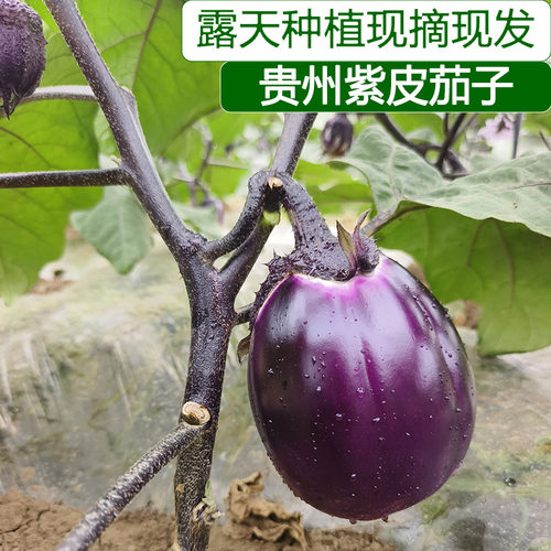 新鲜紫皮茄子现摘现货速发椭圆土短茄子老品种鲜嫩软糯应季蔬菜