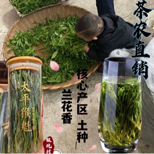 太平猴魁 2026新茶猴坑村猴岗精品头采手工绿茶茶农直销125g
