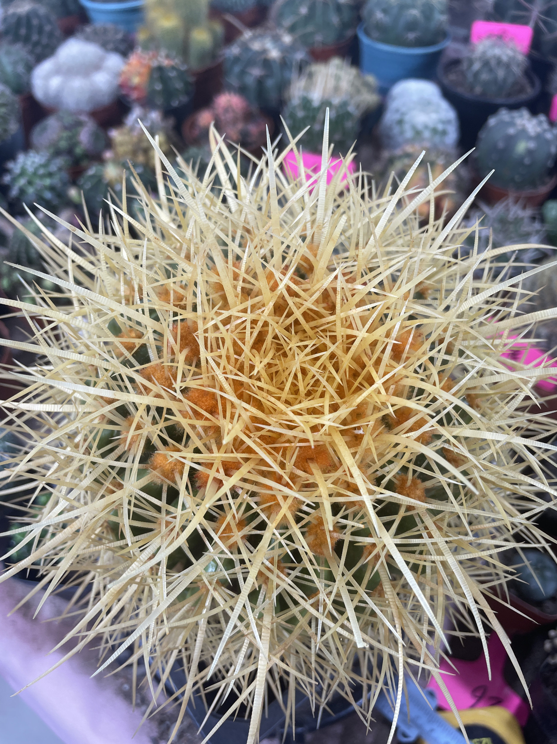 美虎仙人球狂刺大型仙人球仙人掌科大型开花黄刺好养金琥美刺球