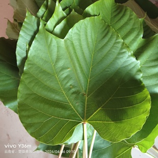 云南深山生态现摘新鲜桐子叶桐树叶油桐叶什新鲜现摘桐叶粑粑