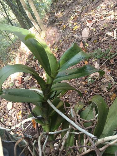 无花剑版纳蝴蝶兰|曼尼|Phal mannii|春季花期|黄白唇|无香