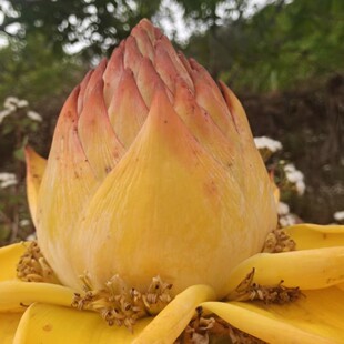 云南地涌带花苞云南特产金芭蕉花地涌金莲花苞食摆件