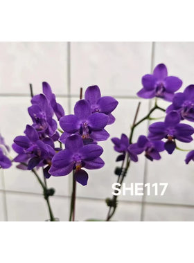 蝴蝶兰商品兰——世华蓝色妖姬1.7未抽梗苗