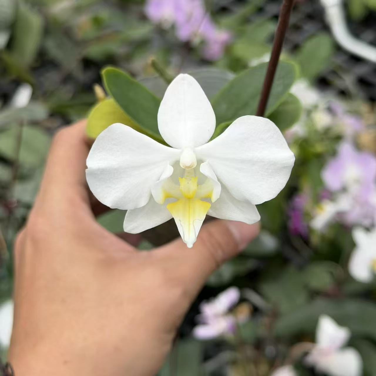 蝴蝶兰原生种——鹿寮溪阿嫲兄弟交2.5杯小苗实生