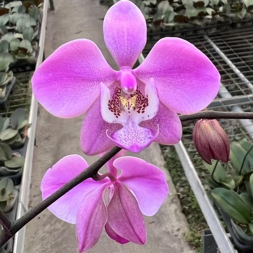 蝴蝶兰原生种-山採香花西分生3.0寸硬杯剪梗带香图片