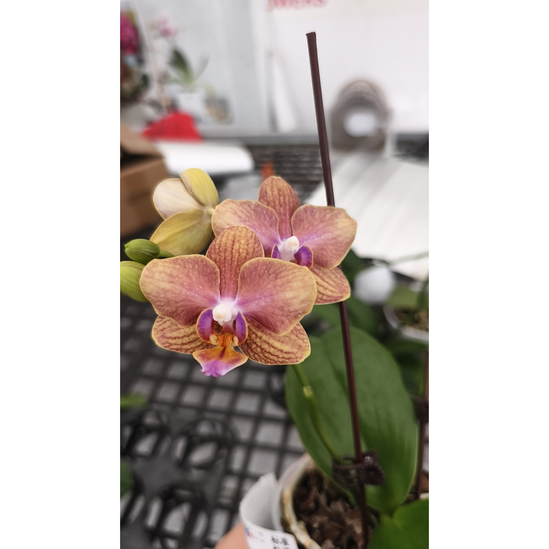 世华蝴蝶兰——芋泥脏脏包2.8硬杯变色带花带苞几乎开爆图片