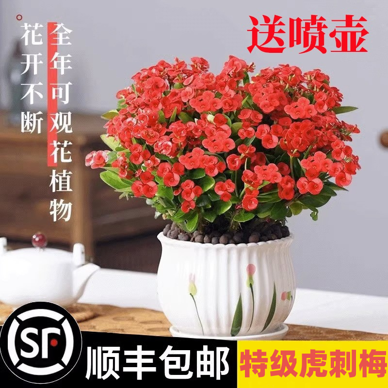 铁海棠盆栽花卉室内盆景绿植办公阳台带花虎刺梅好养植物四季开花