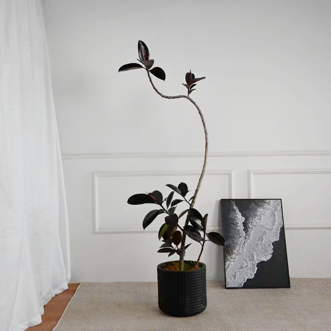 黑金刚橡皮树造型盆栽室内客厅办公室吸甲醛净化空气大型植物北欧