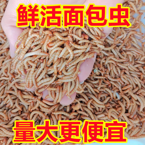 山东面包虫黄粉虫包活活体开口虫