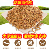 面包虫活虫黄粉虫活体幼虫蟾蜍鱼蝎子开口虫养殖鸟食石蛙饲料 包邮