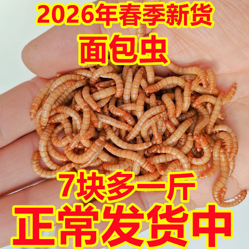 山东面包虫批发黄粉虫活体开口虫