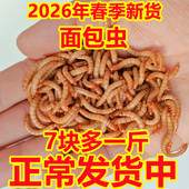 面包虫活虫黄粉虫活体幼虫金龙鱼蝎子开口虫养殖鸟食石蛙饲料 包邮