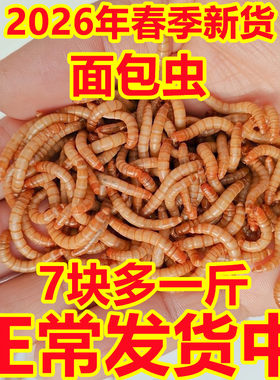 山东面包虫批发黄粉虫活体开口虫