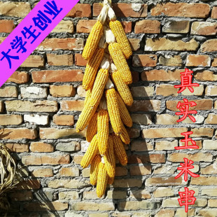 玉米穗挂饰农家乐干玉米棒子农作物装饰丰收节带皮真玉米串挂件