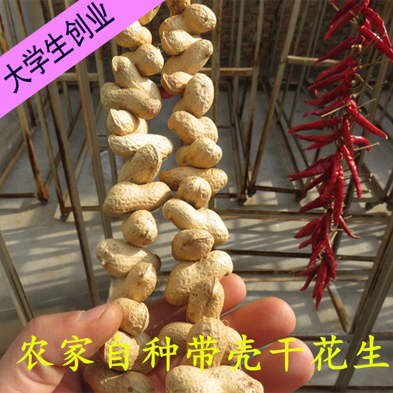天然干花生串 真实花生串 农家乐饭店酒店农家院乡村装饰品道具