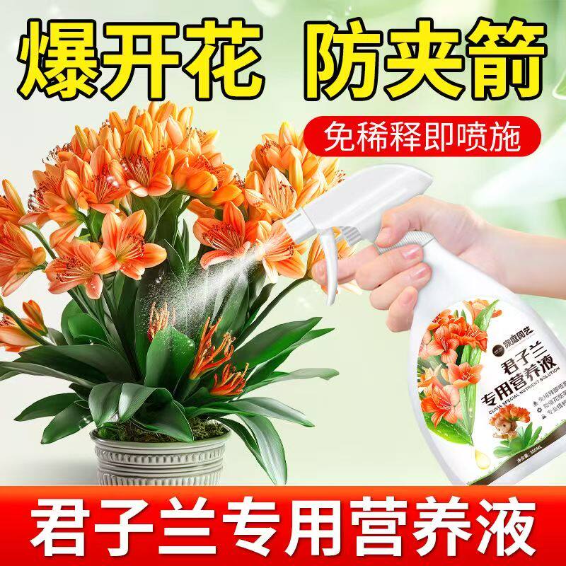 君子兰免稀释营养液防黄叶防夹箭催花促箭液家用室内盆栽液体肥料