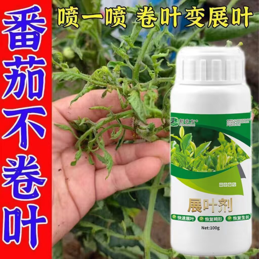 番茄卷叶病专用药番茄黄叶卷叶干枯烂叶子发黄叶斑枯萎西红柿专用