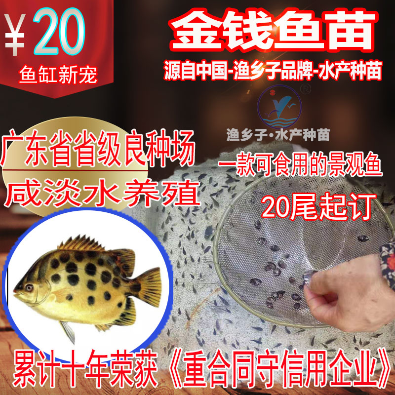 金钱鱼苗  金鼓鱼苗  鱼苗 海水鱼苗  金钱鱼种苗 斑