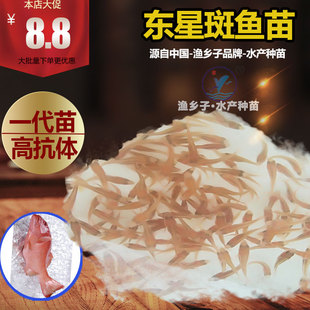 东星斑鱼苗 东星斑  东星斑 东星石斑鱼苗 鱼苗 注意：1000尾起订