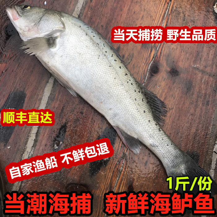 鲜活水产新鲜海鲈鱼花鲛大鲈鱼海鲜寨花鲈板野生深海鱼包邮