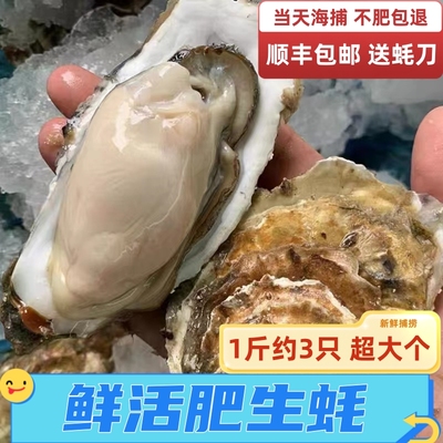 生蚝鲜活海鲜水产蚝鼓带壳牡蛎海捕野生海蛎子补锌烧烤贝类包邮