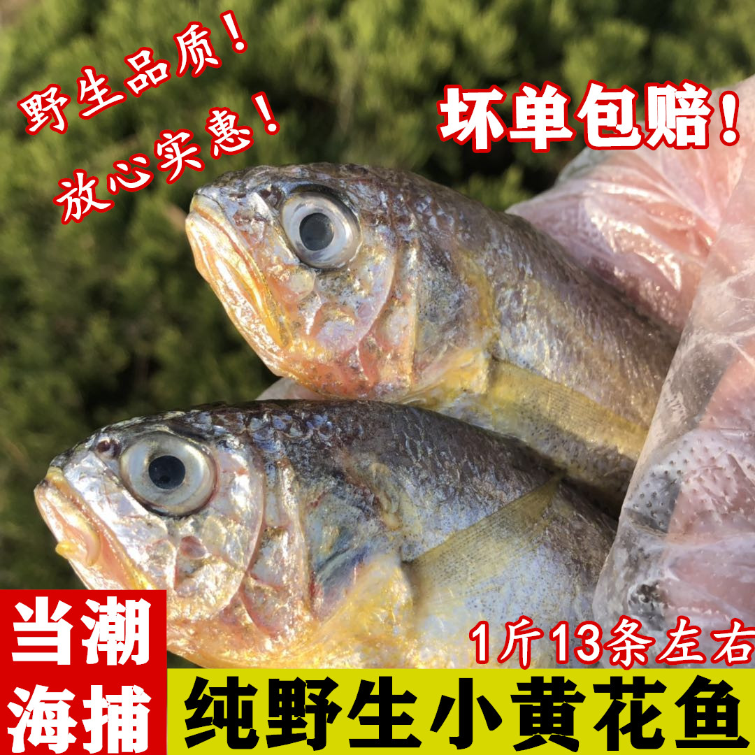 黄鱼新鲜冷冻野生黄花鱼连云港特产海鲜水产3斤包邮