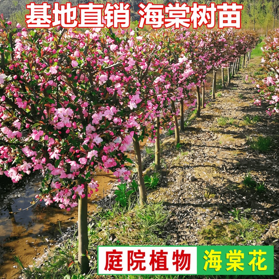 海棠树苗庭院地栽特大树北美垂丝西府海棠果花卉四季种植开花植物