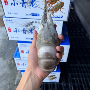 海捕野生猛青龙虾新鲜活冻(包鲜)小青龙海鲜特大澳龙年货送礼
