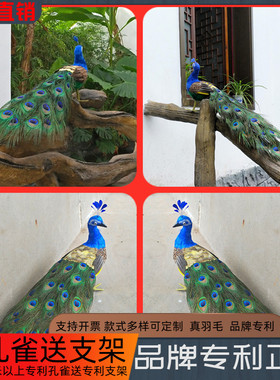 寓意场景布置孔雀吉祥羽毛孔雀