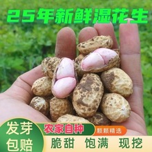 25年现挖鲜花生新鲜湿花生3斤 带壳花生农家自种粉红皮生花生5斤