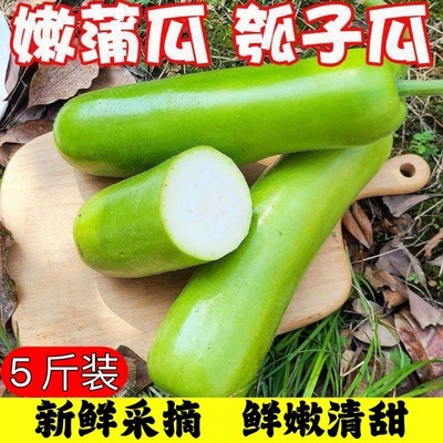 湖北特产新鲜蒲瓜非黄瓜