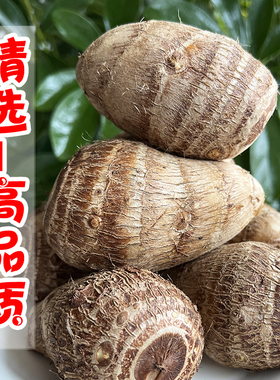 2025年当季新鲜芋头山东牛奶小芋头子毛芋头农家竽头芋艿芋仔蔬菜